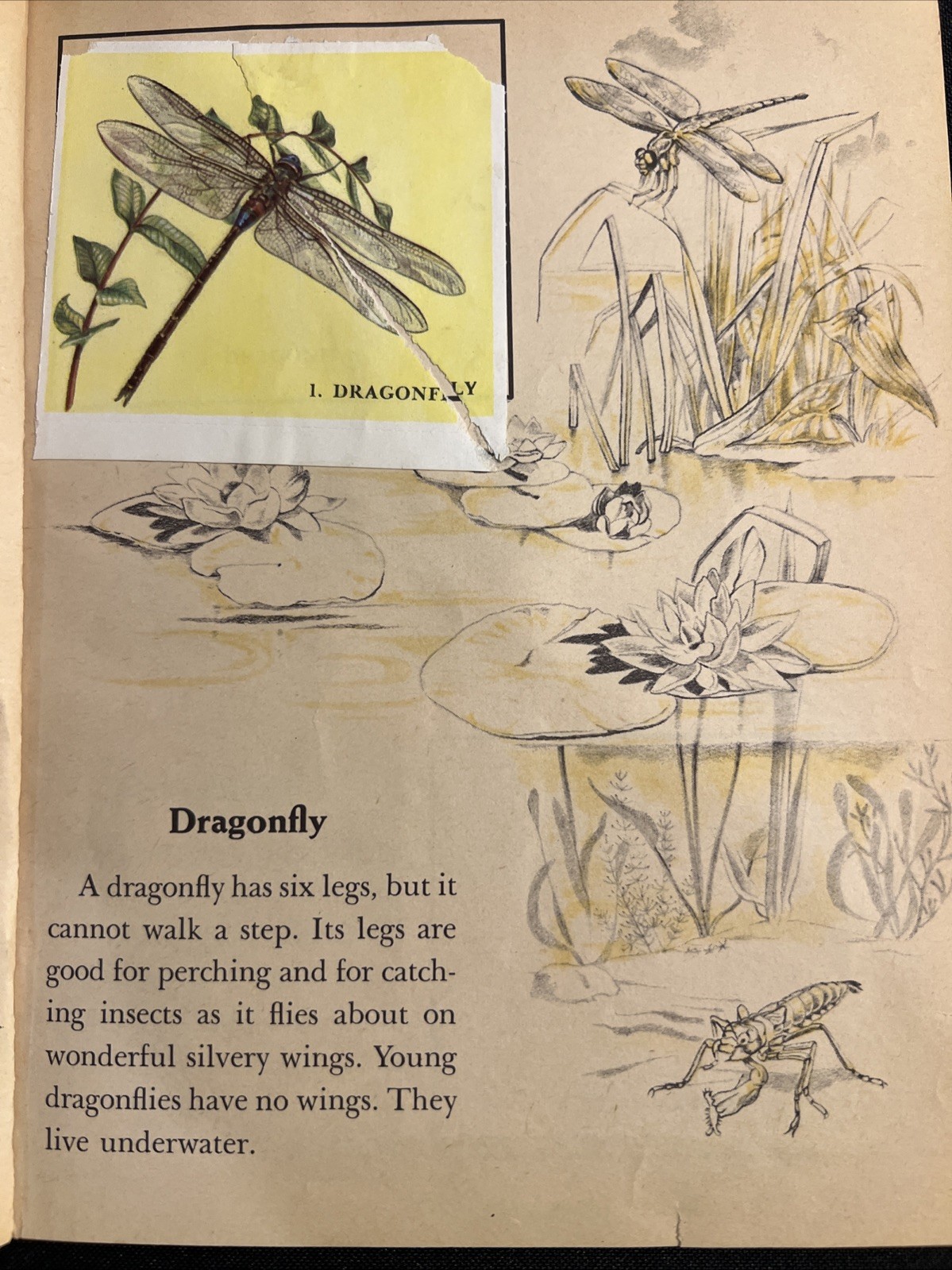 Vintage A Little Golden Activity Book Insect Stamps 1958 A25 .25 #5123