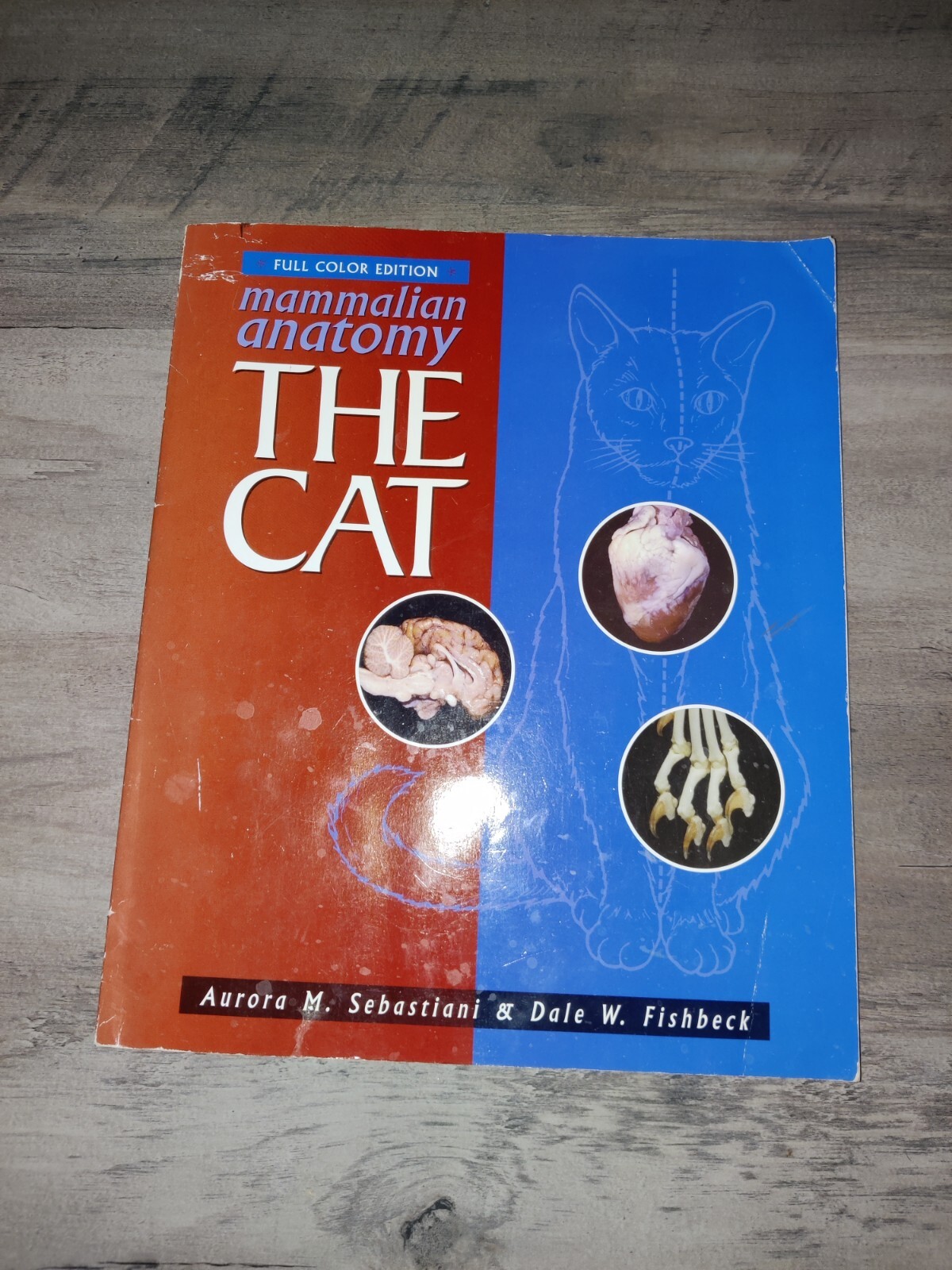 Mammalian Anatomy: The Cat – Ring-bound By Sebastiani, Aurora M – GOOD