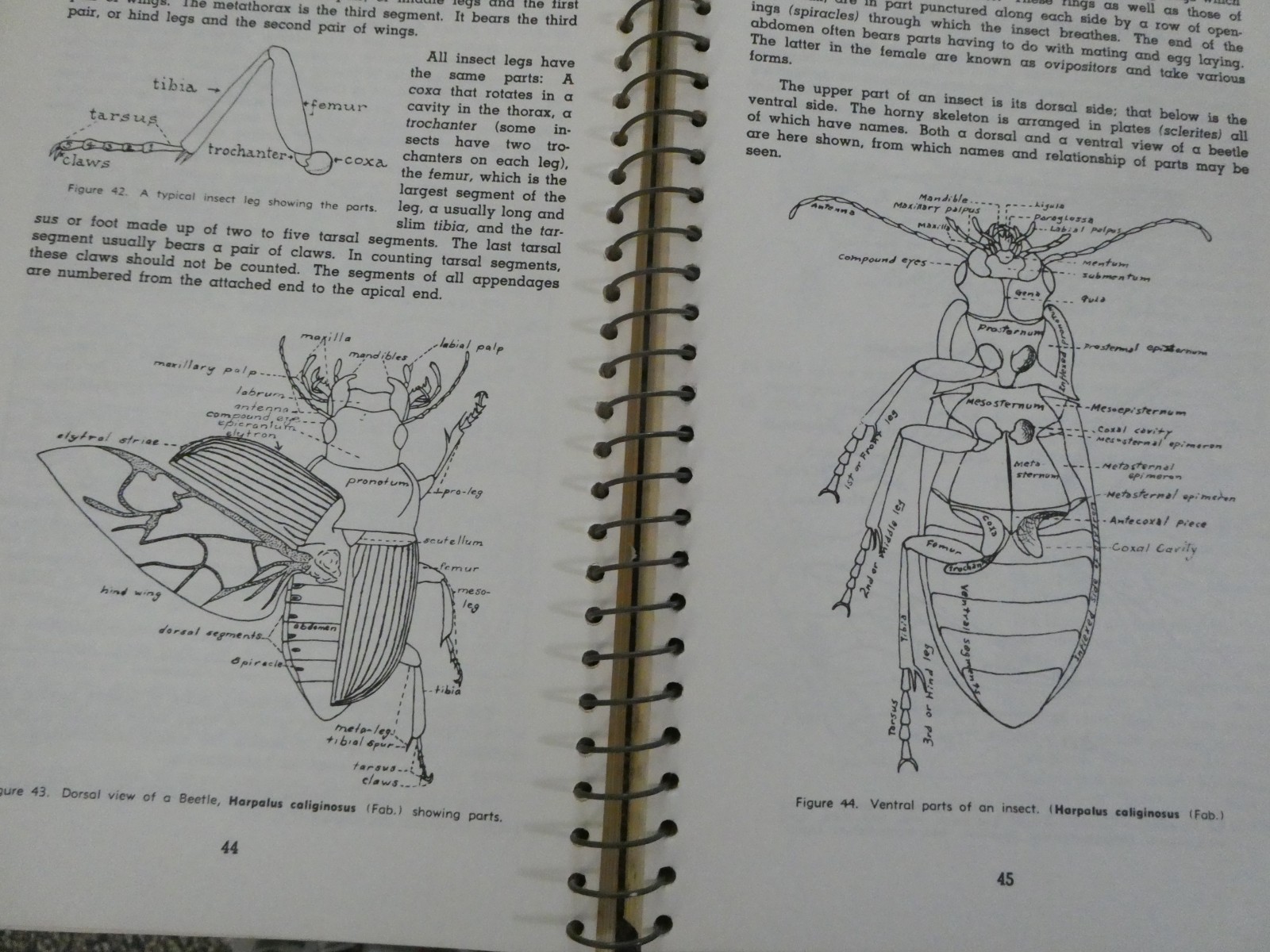 HOW TO KNOW THE INSECTS PUB 1947 SPIRAL BOUND HARD PAPER COVER 205 PAGES