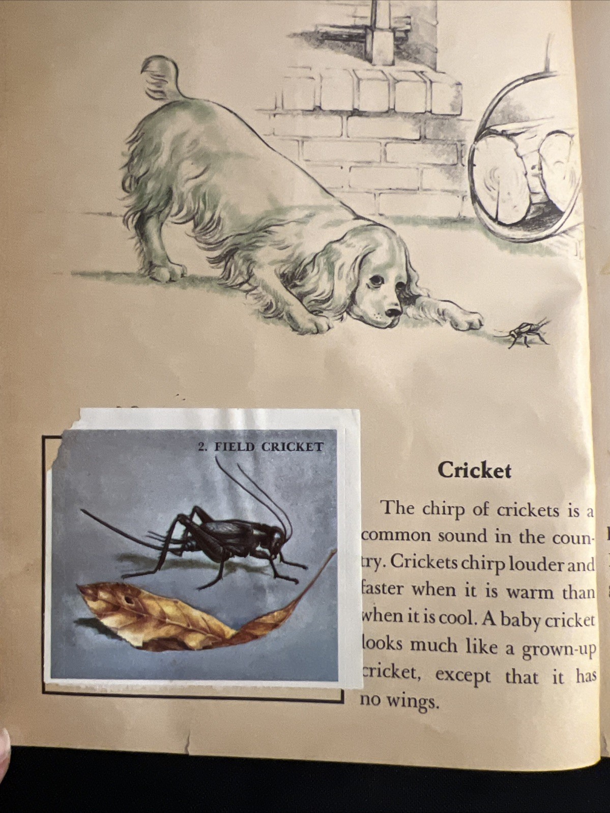 Vintage A Little Golden Activity Book Insect Stamps 1958 A25 .25 #5123