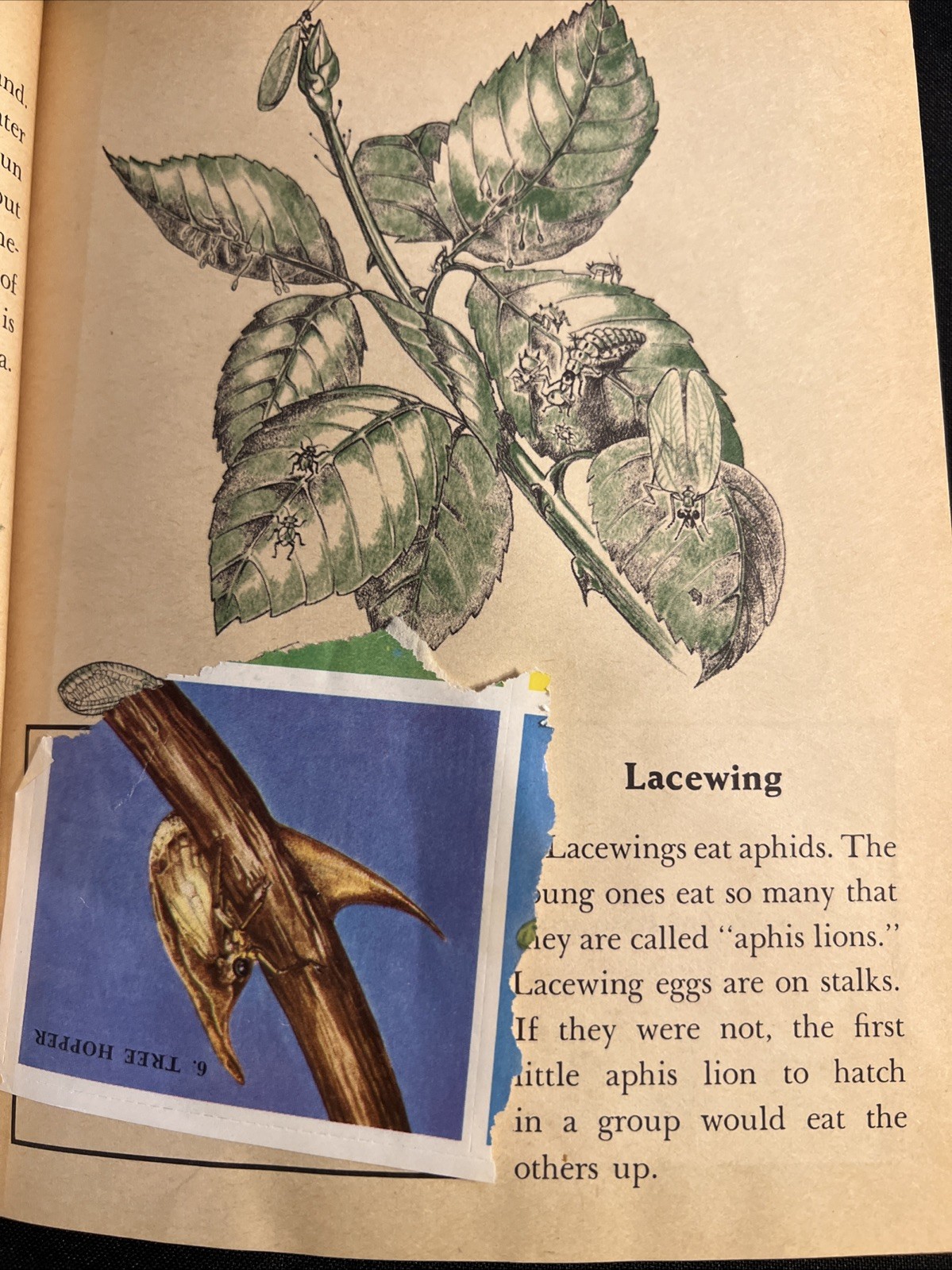 Vintage A Little Golden Activity Book Insect Stamps 1958 A25 .25 #5123