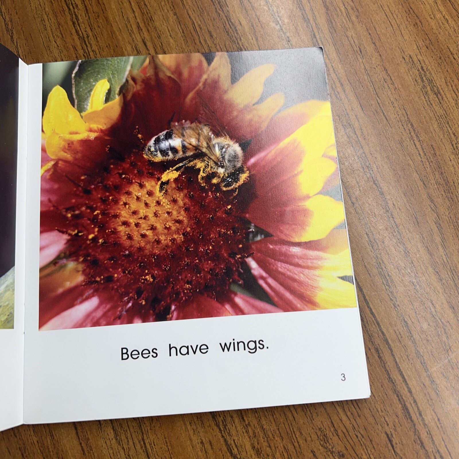 Wings (First Step Nonfiction) (First Step Nonfiction (Paperback)) – GOOD