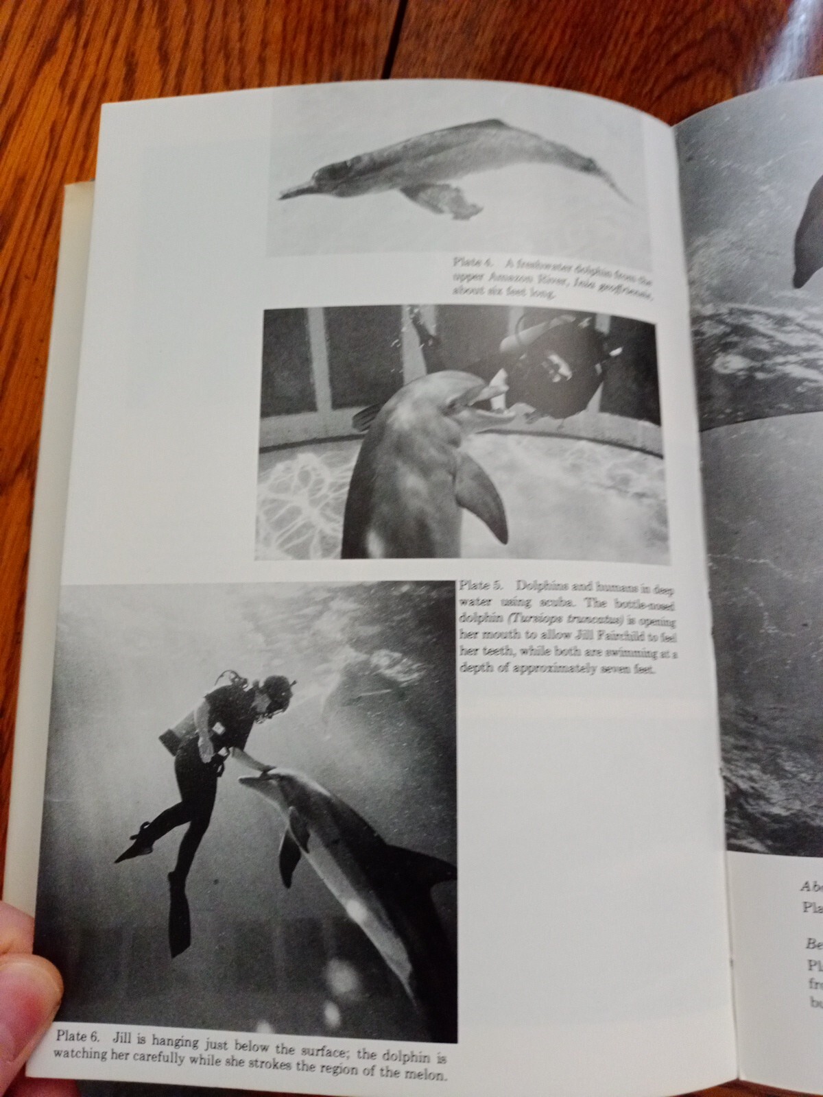 Communication Between Man and Dolphin John C. Lilly 1978 Vintage