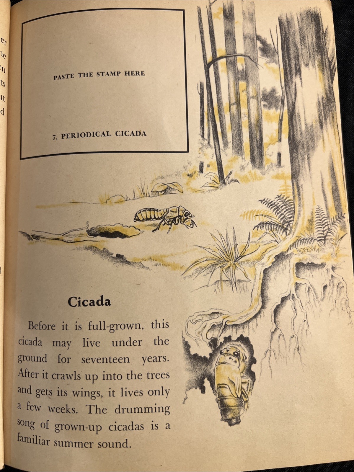 Vintage A Little Golden Activity Book Insect Stamps 1958 A25 .25 #5123