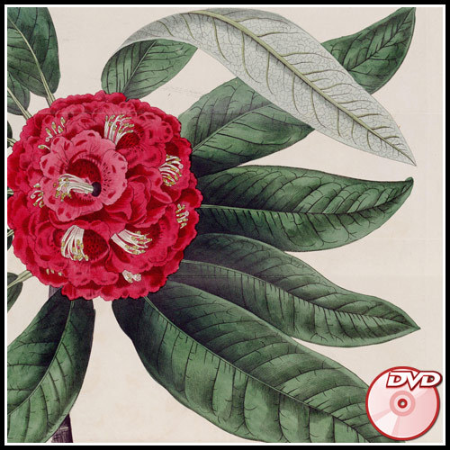 The Botanical Magazine – William Curtis – Edwards + BONUS – COLOR PLATES-2 DVD&rsquo;s