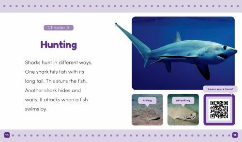 Sharks (Ocean Animals)