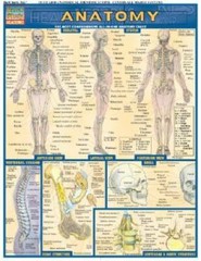 Anatomy (Quickstudy: Academic) – Pamphlet By BarCharts, Inc. – GOOD